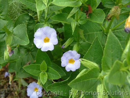 Thunbergia natalensis 